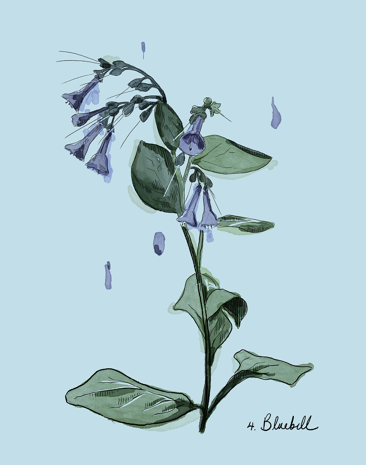 Illustration of a bluebell on a light blue colored background