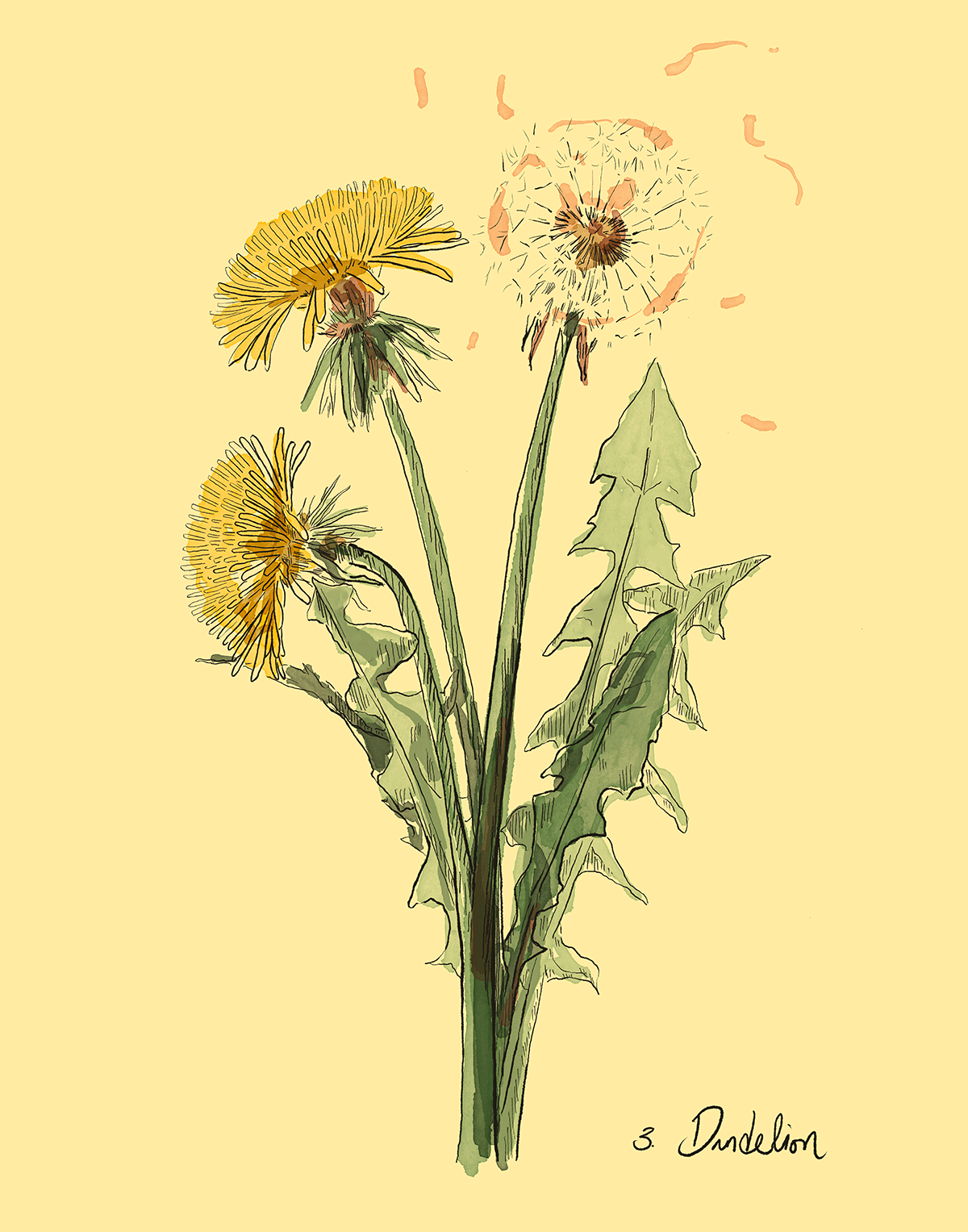 Illustration of dandelions on a yellow background