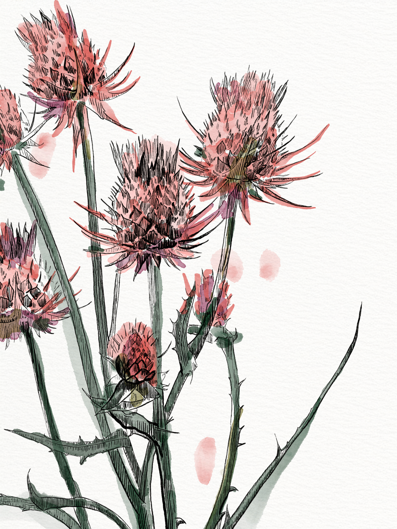 Framed Thistle