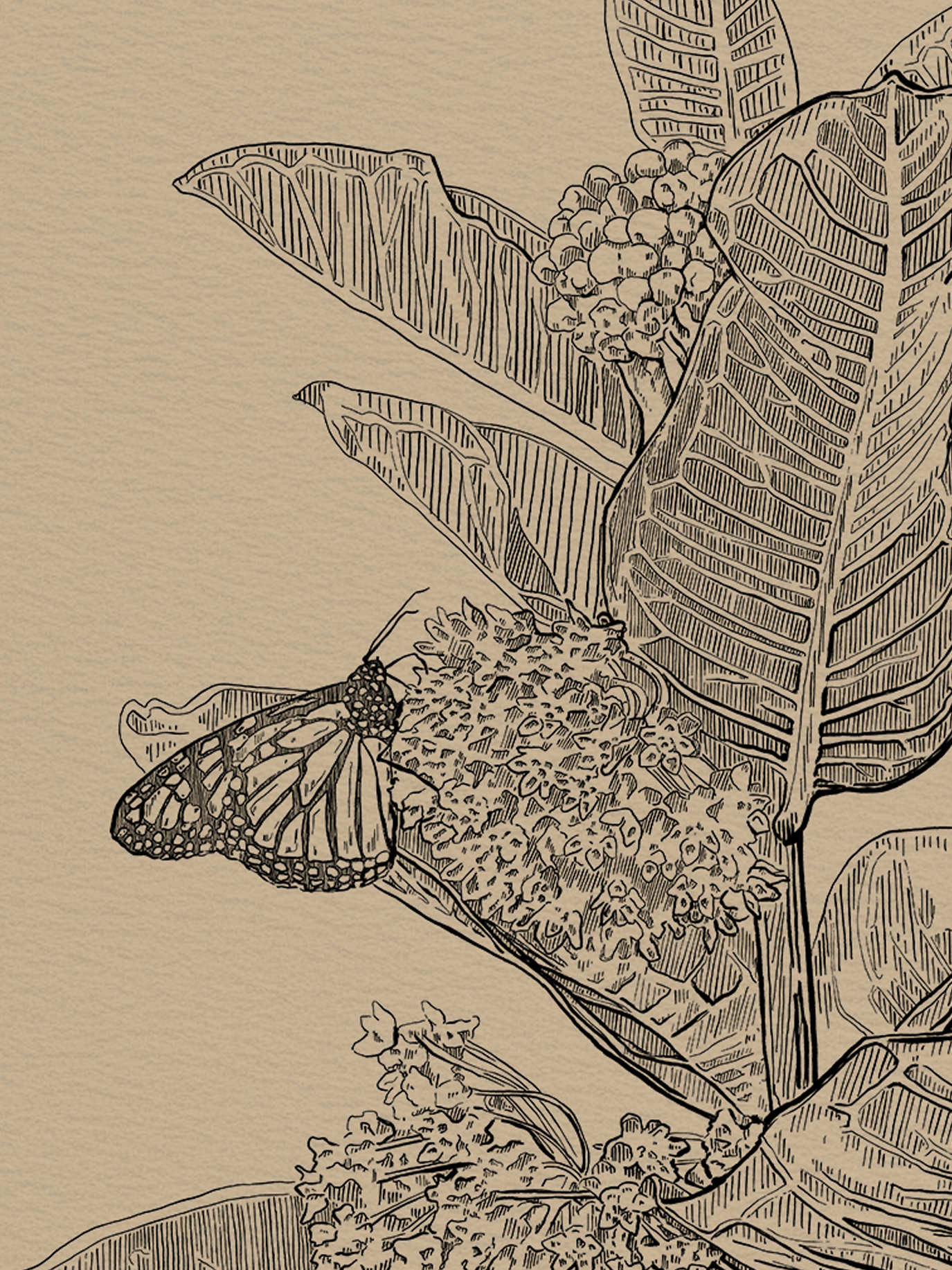 Framed Milkweed
