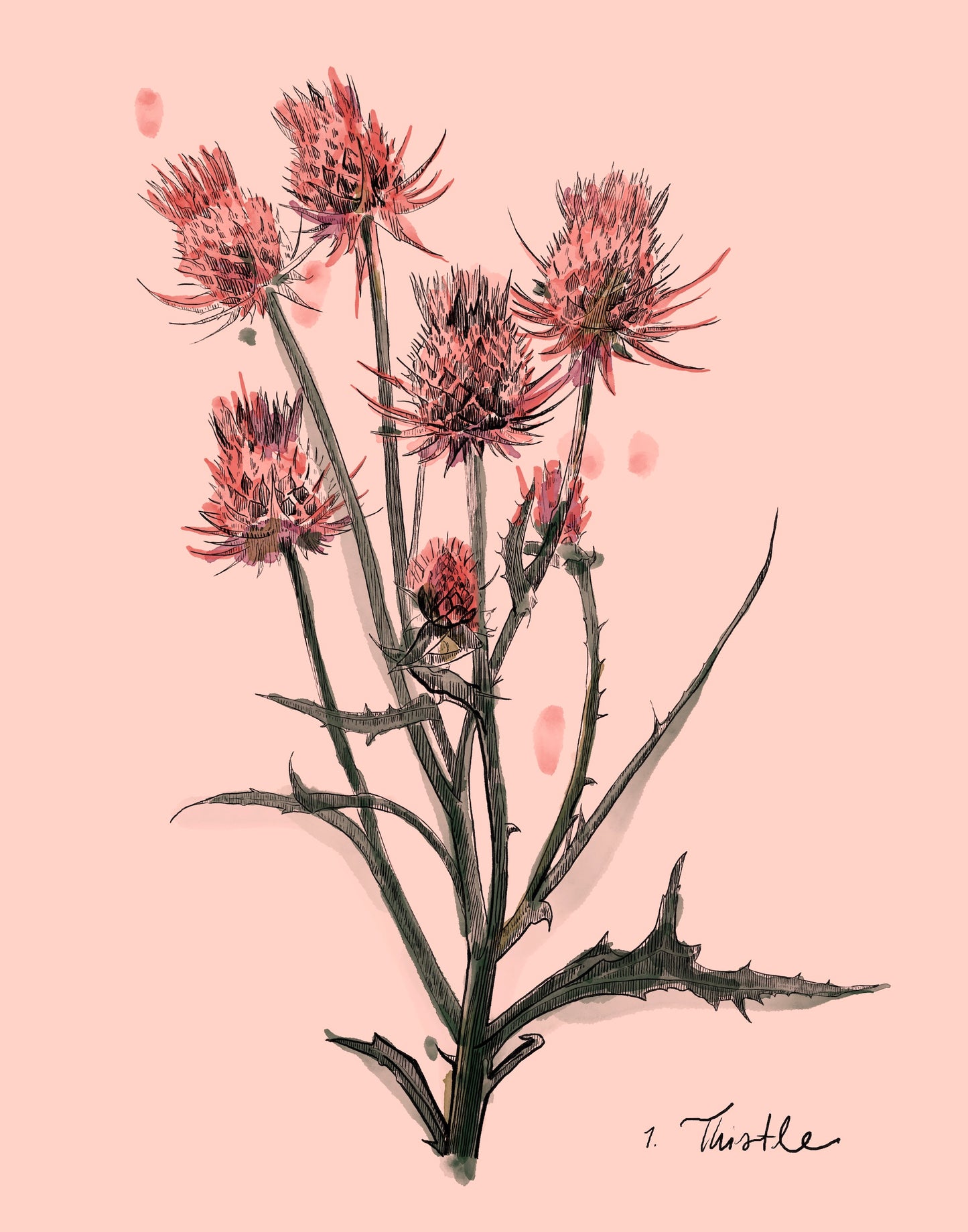 Thistle Variations