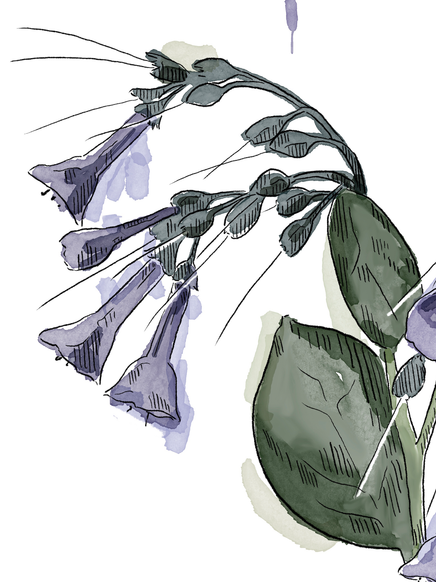 Framed Bluebell