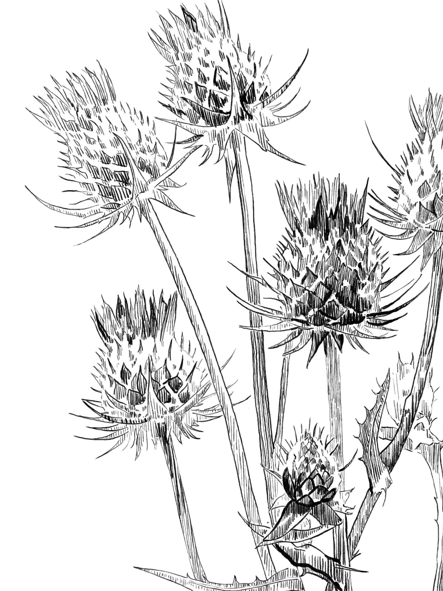 Black and white line drawing of a thistle on a white background