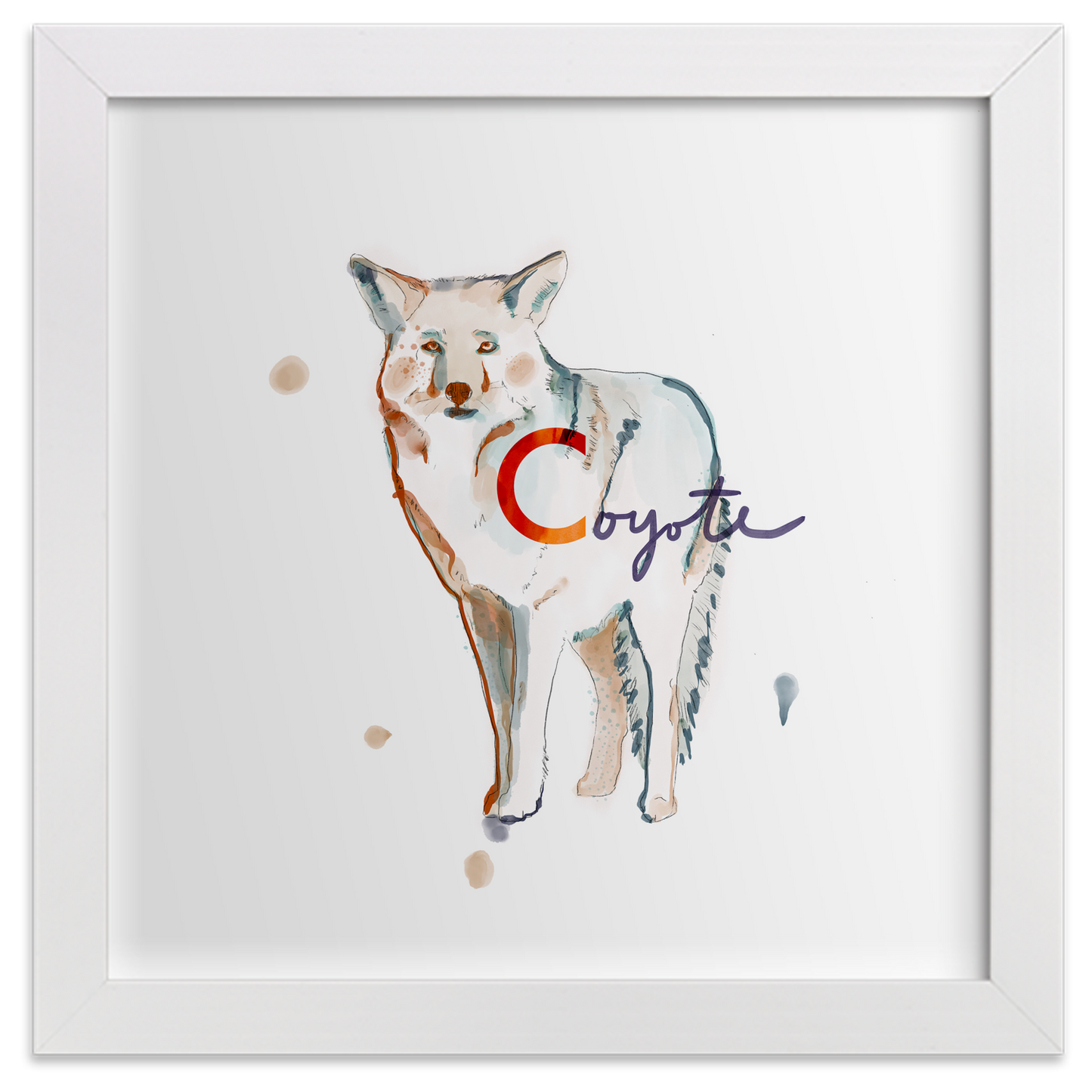 Coyote