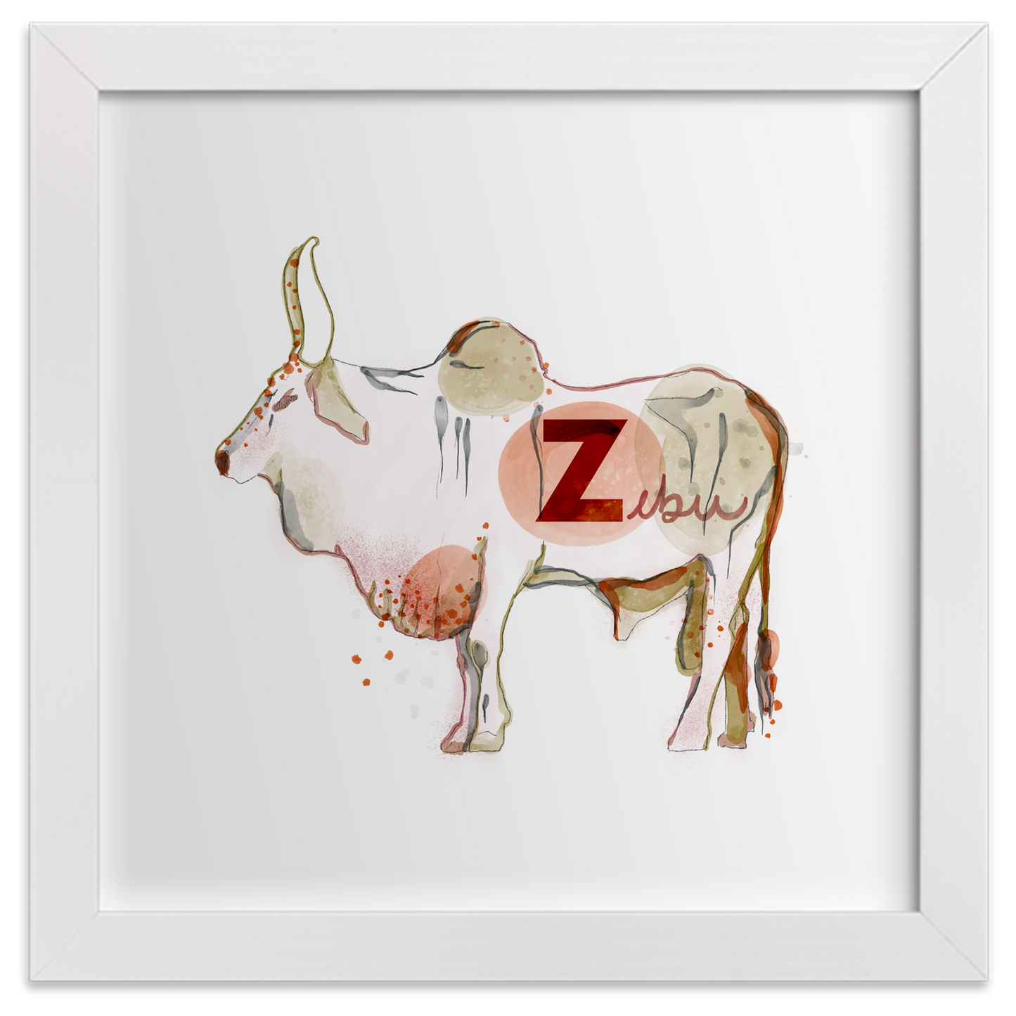 Zebu