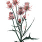 Thistle Variations