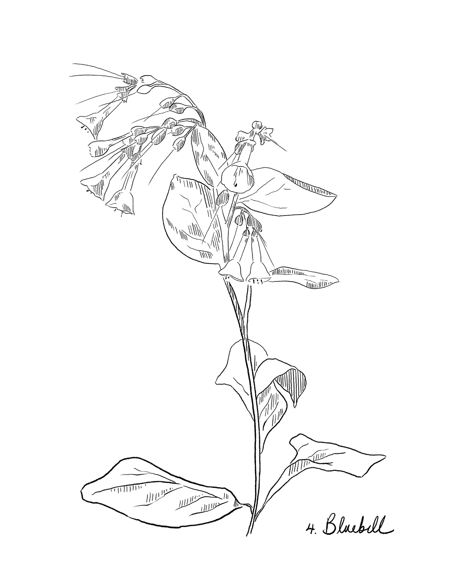 Black and white line drawing of a bluebell with leaves on a white background