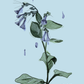 Illustration of a bluebell on a light blue colored background