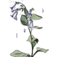 Illustration of a bluebell with blue flowers and green leaves on a white background