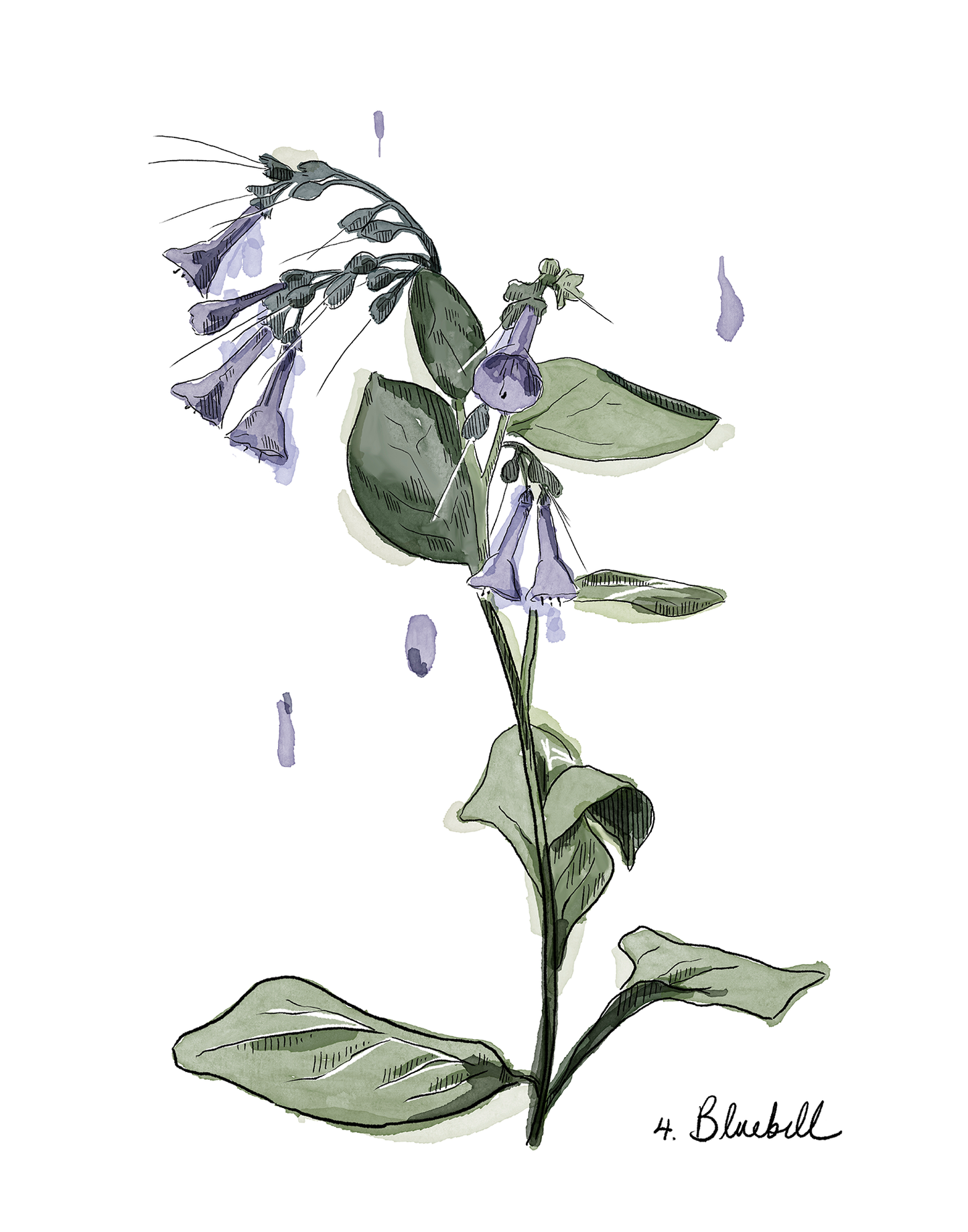 Illustration of a bluebell with blue flowers and green leaves on a white background