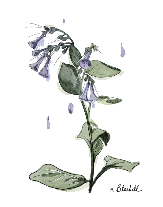 Illustration of a bluebell with blue flowers and green leaves on a white background