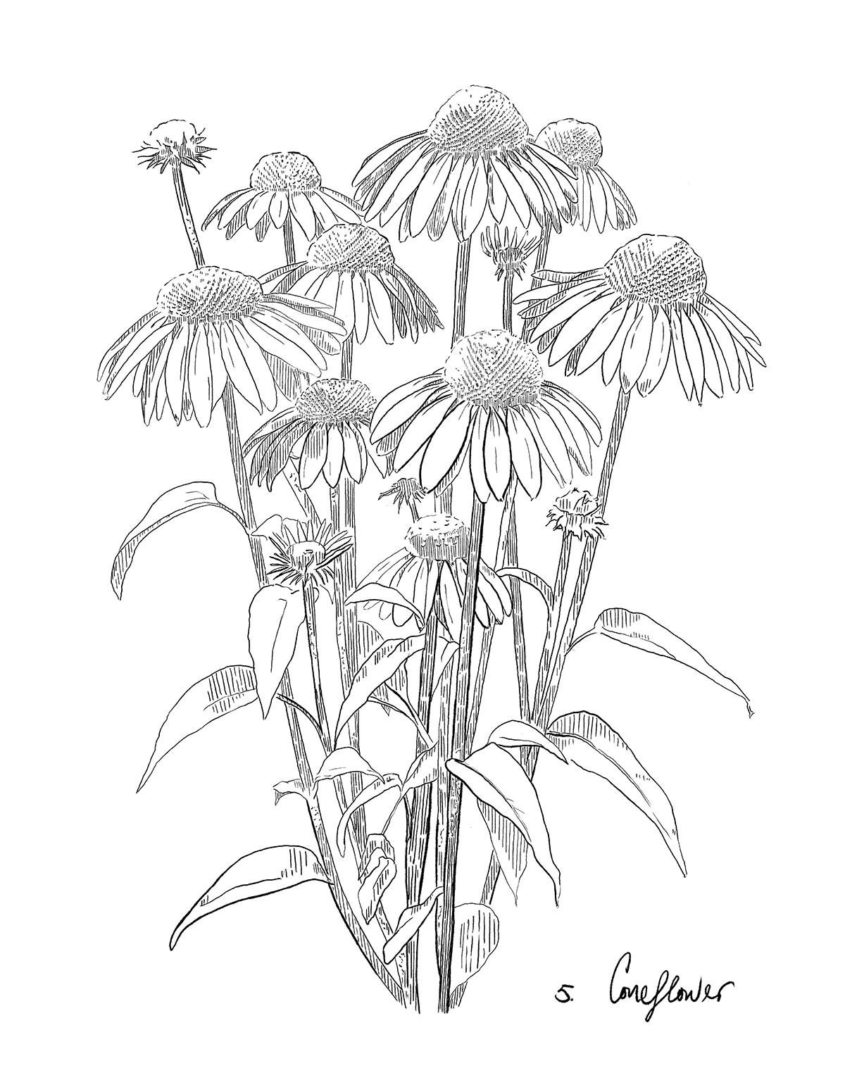 Line drawing of a coneflower on a white background