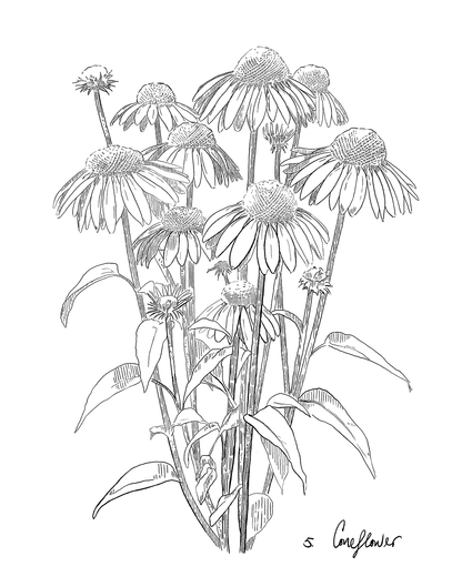 Line drawing of a coneflower on a white background