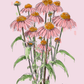 Illustration of pink coneflowers on a light pink background