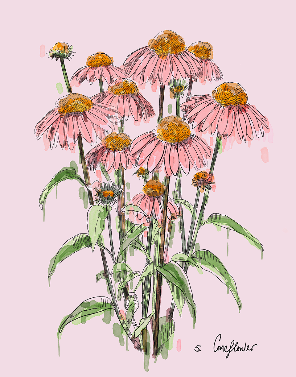Illustration of pink coneflowers on a light pink background