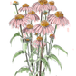 Illustration of pink coneflowers with green leaves on a white background