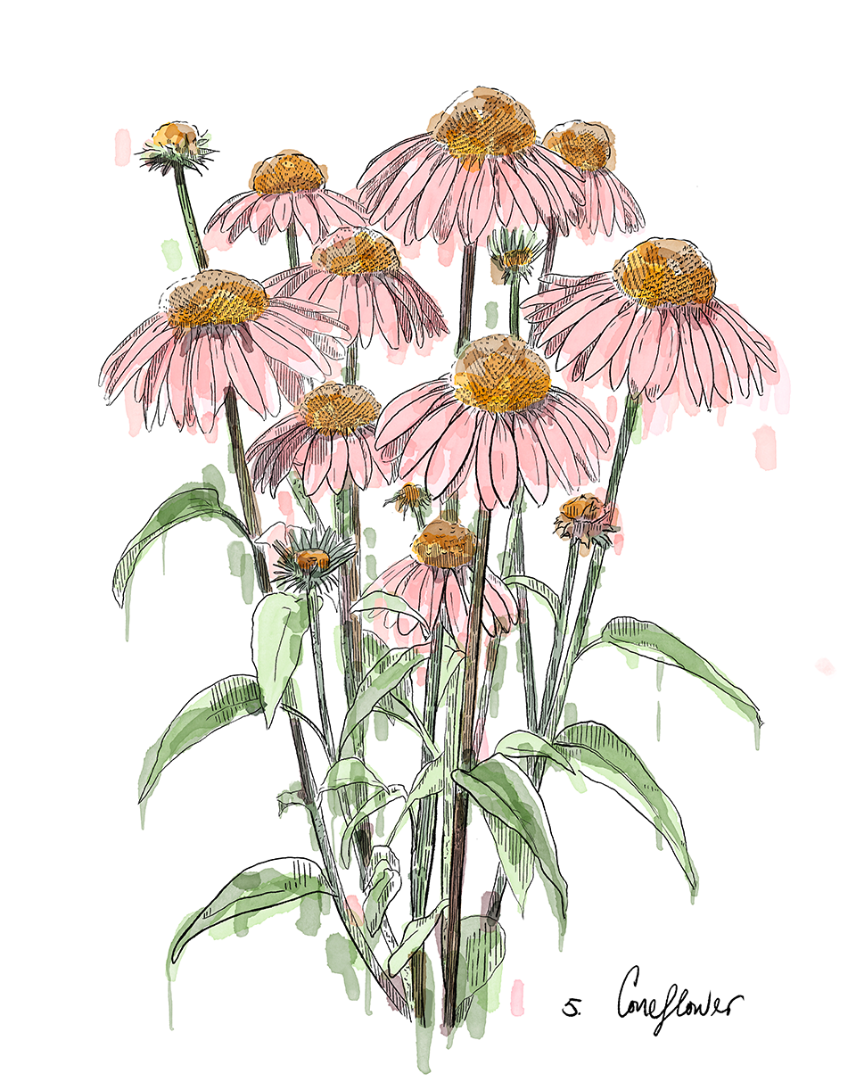 Illustration of pink coneflowers with green leaves on a white background