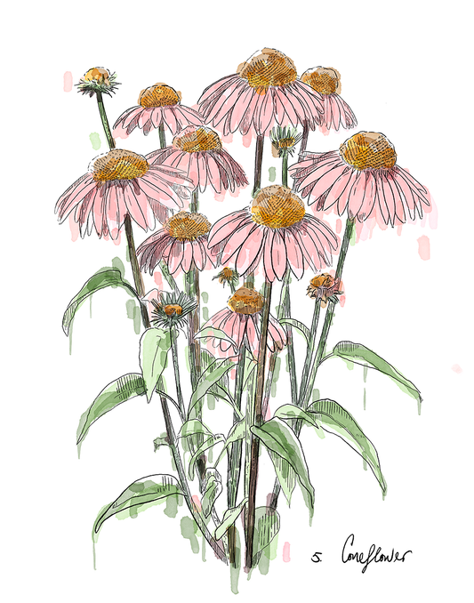 Illustration of pink coneflowers with green leaves on a white background