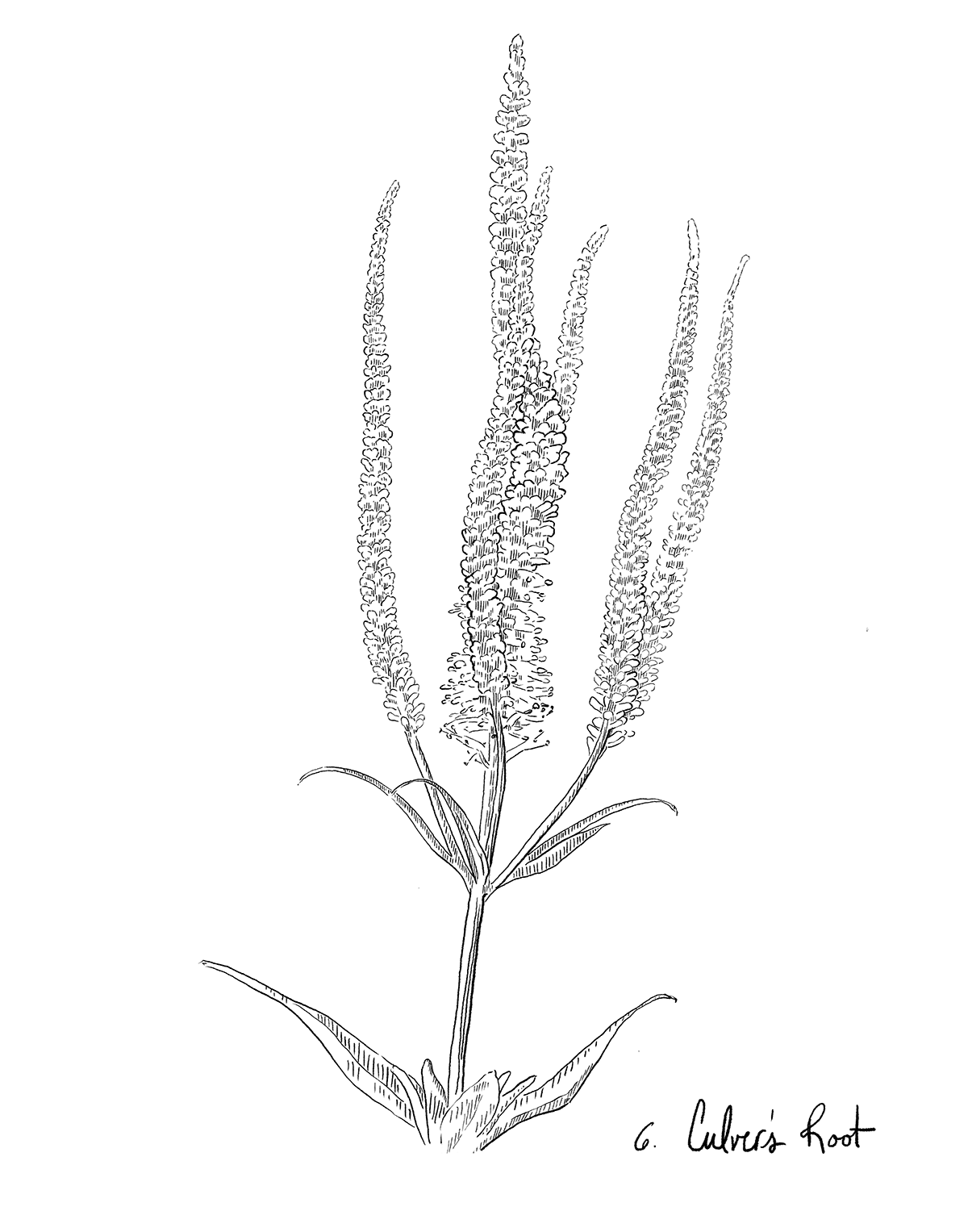 Line drawing of culver's root with long, thin leaves and small flowers on a white background.