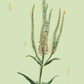 Illustration of culver's root with green leaves on a light green background