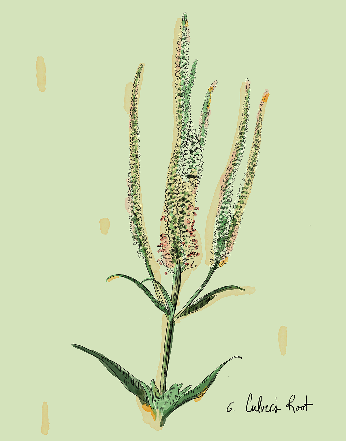 Illustration of culver's root with green leaves on a light green background