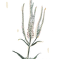 Illustration of culver's root... with long, thin leaves and small flowers on a white background.