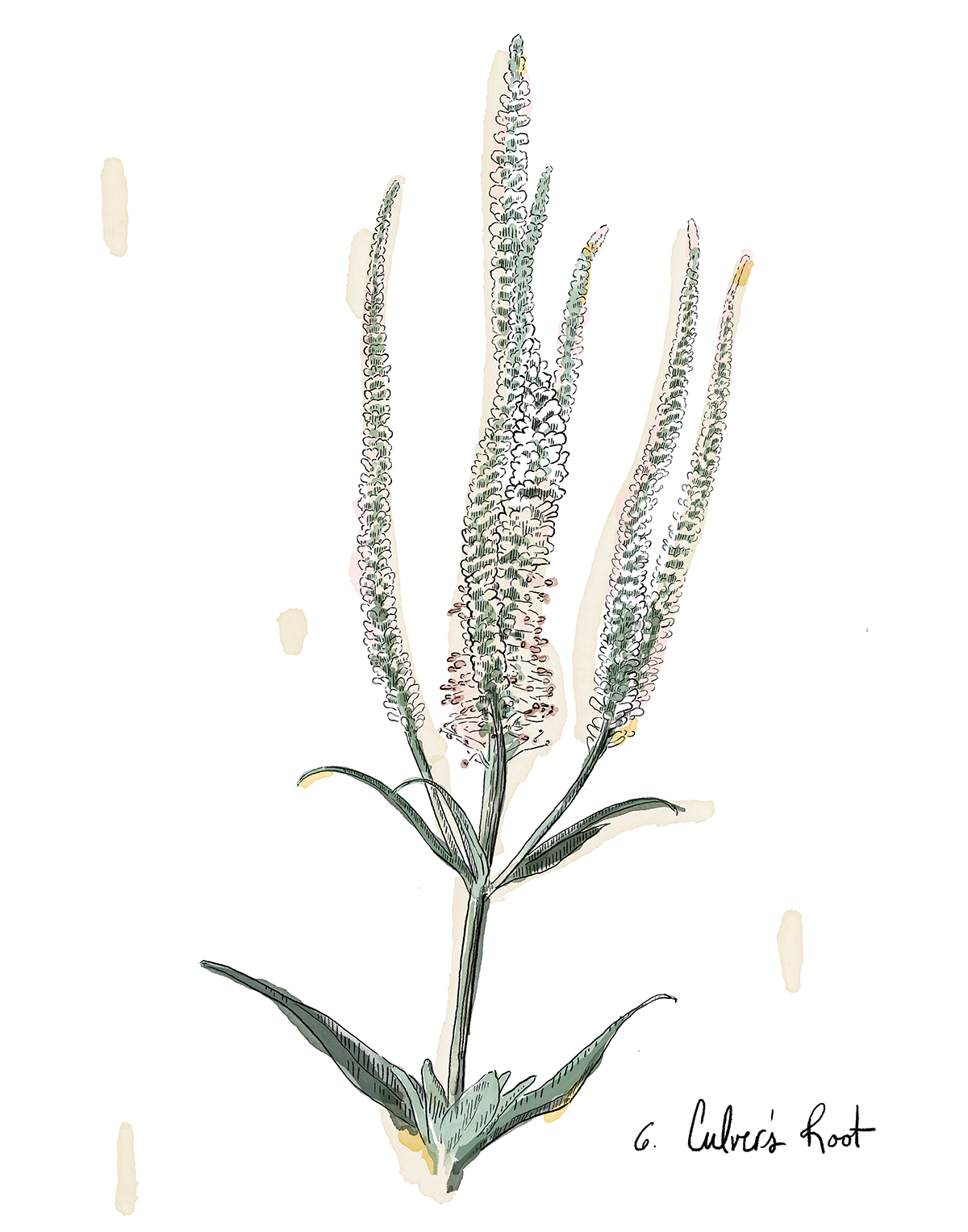 Illustration of culver's root... with long, thin leaves and small flowers on a white background.