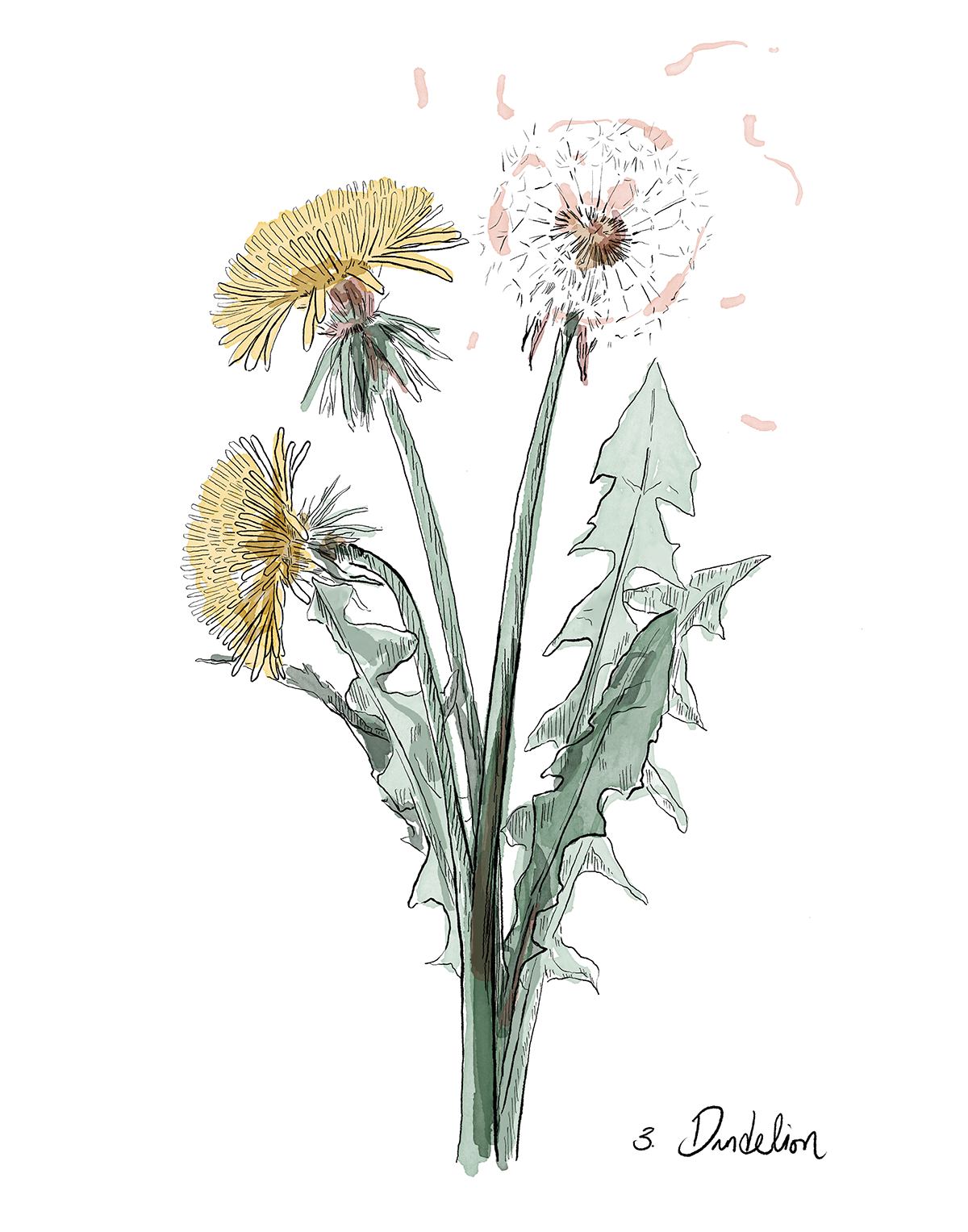 Illustration of dandelions on a white background