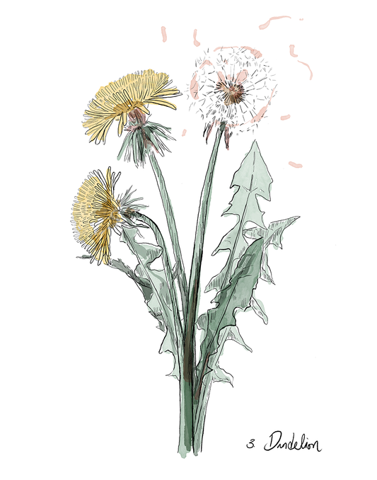 Illustration of dandelions on a white background