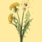 Illustration of dandelions on a yellow background