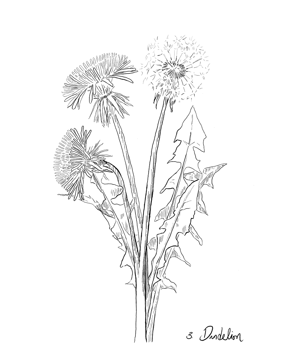 Black and white line drawing of dandelions on a white background