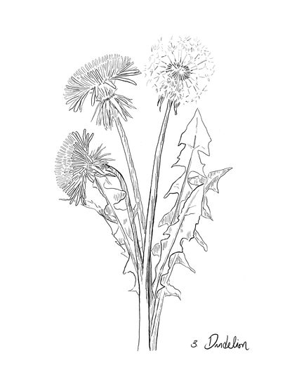 Black and white line drawing of dandelions on a white background