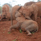 Final edited version of the elephants image with unwanted elements removed, resized to fit an 11:14 aspect ratio, and elephants repositioned for a harmonious composition.