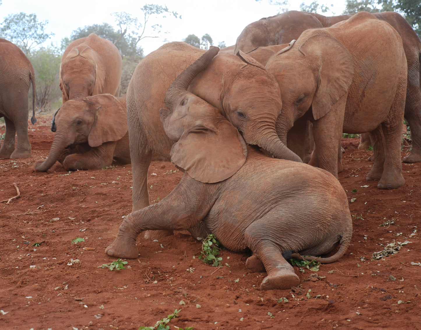 Final edited version of the elephants image with unwanted elements removed, resized to fit an 11:14 aspect ratio, and elephants repositioned for a harmonious composition.