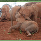 Original photo of elephants before editing. Planned work includes removing unwanted elements, adjusting to an 11x14 aspect ratio, and repositioning elephants for a balanced composition.