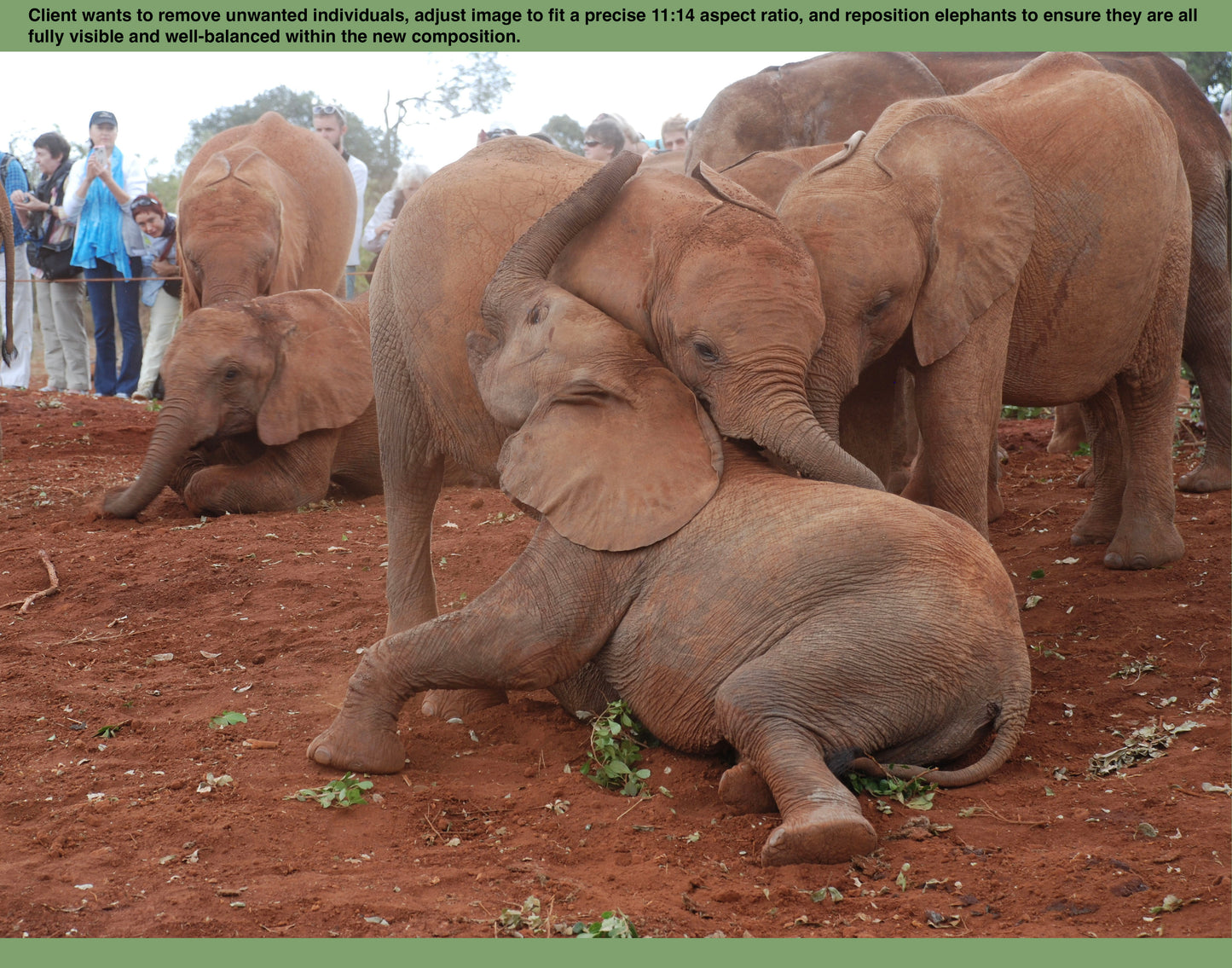 Original photo of elephants before editing. Planned work includes removing unwanted elements, adjusting to an 11x14 aspect ratio, and repositioning elephants for a balanced composition.