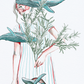 Shira