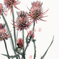 Framed Thistle