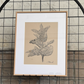 Framed Milkweed