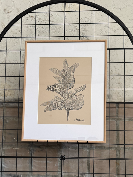 Framed Milkweed