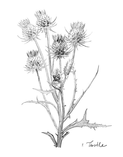 Thistle Variations