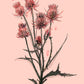 Thistle Variations