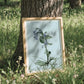 Framed botanical bluebell illustration leaning against a tree in a grassy field