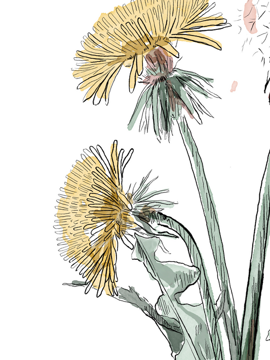 Framed Dandelion