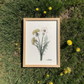 Framed botanical print of a dandelion on grass with dandelions around