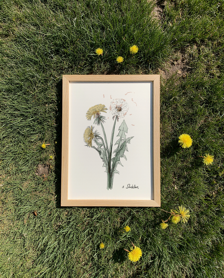 Framed botanical print of a dandelion on grass with dandelions around