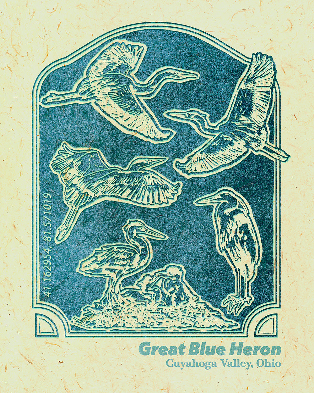 Illustrated print in teal and cream showing five great blue herons in different poses inside a decorative rounded rectangular frame. The birds are flying, standing, and nesting, drawn in a vintage woodcut style on textured paper. Text below the illustration reads “Great Blue Heron, Cuyahoga Valley, Ohio.”