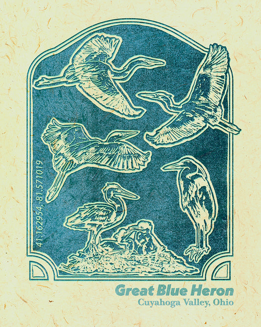 Illustrated print in teal and cream showing five great blue herons in different poses inside a decorative rounded rectangular frame. The birds are flying, standing, and nesting, drawn in a vintage woodcut style on textured paper. Text below the illustration reads “Great Blue Heron, Cuyahoga Valley, Ohio.”