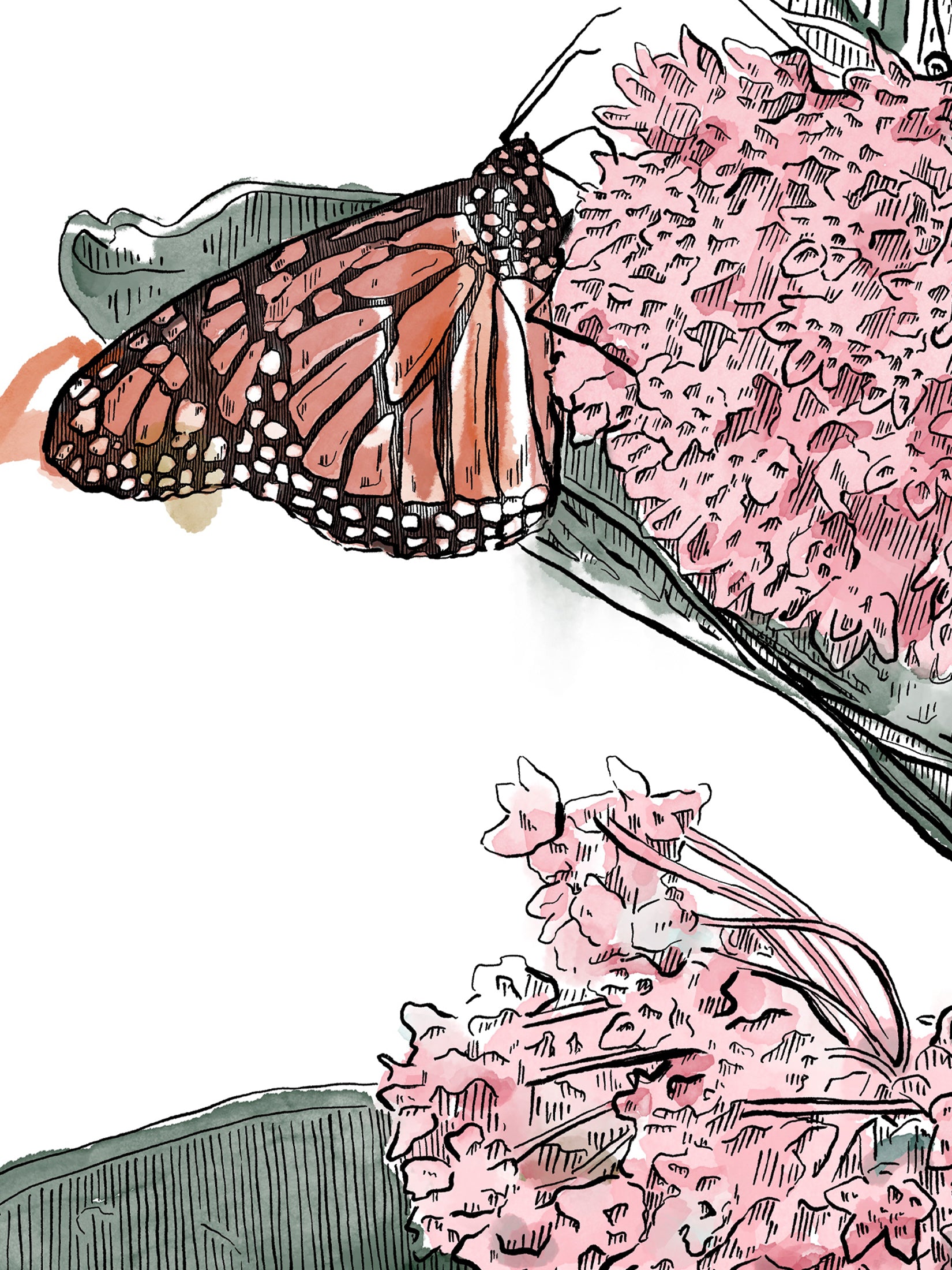 Illustration of a butterfly on milkweed with a white background