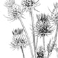 Black and white line drawing of a thistle on a white background